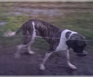 Amabella - Female Brazilian Mastiff Dog for Adoption - Photo #2