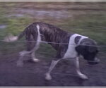 Small #1 Brazilian Mastiff