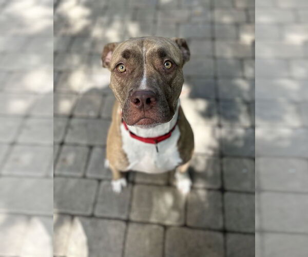 Medium Photo #7 Bullboxer Pit Puppy For Sale in Chico, CA, USA