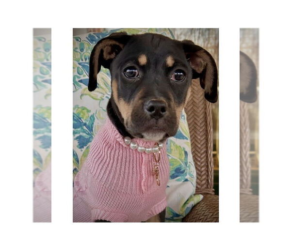 Medium Photo #5 Mutt Puppy For Sale in Mooresville, NC, USA