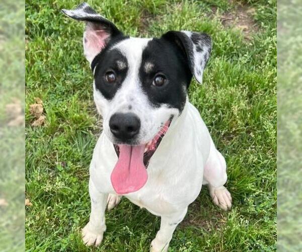 Medium Photo #2 Mutt Puppy For Sale in Conroe, TX, USA