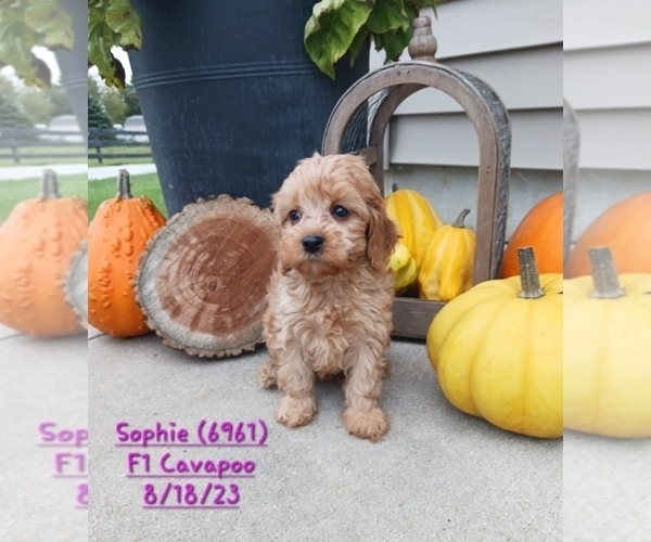Medium Photo #1 Cavapoo Puppy For Sale in TOPEKA, IN, USA