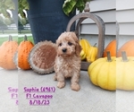 Small Photo #1 Cavapoo Puppy For Sale in TOPEKA, IN, USA