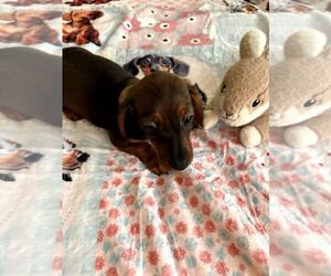 Dachshund Puppy for sale in GORDONVILLE, TX, USA