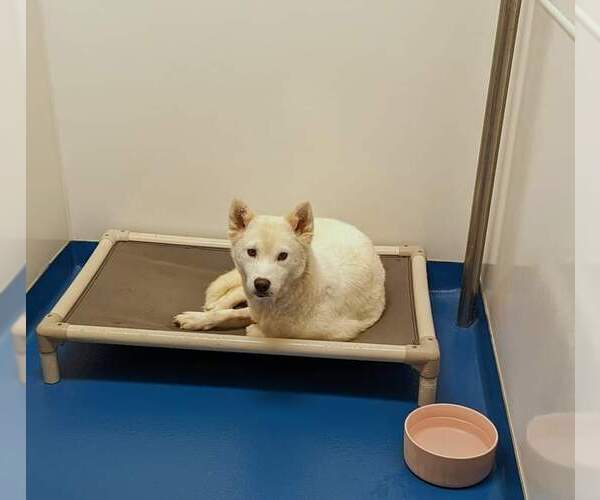 Medium Photo #8 Huskies -Unknown Mix Puppy For Sale in Holly Springs, NC, USA