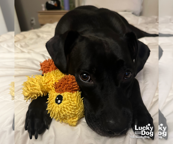 Medium Photo #2 Labrador Retriever-Unknown Mix Puppy For Sale in Washington, DC, USA
