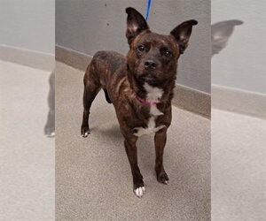 Mutt Dogs for adoption in Las Vegas, NV, USA