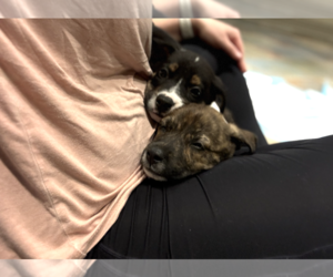 Mutt Dogs for adoption in Rockville, MD, USA