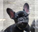 Small Photo #4 French Bulldog Puppy For Sale in AFTON, WY, USA