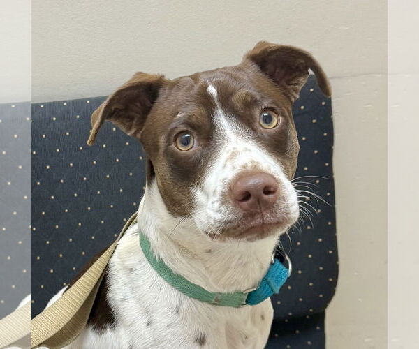 Medium Photo #4 Colonial Cocker Spaniel-Unknown Mix Puppy For Sale in HOUSTON, TX, USA
