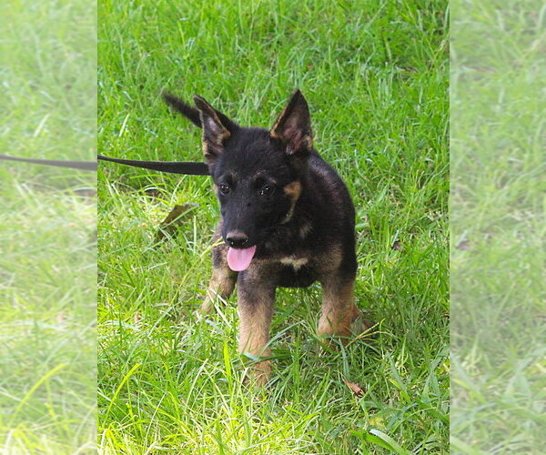 Medium Photo #2 Siberian Husky Puppy For Sale in Holly Hill, SC, USA