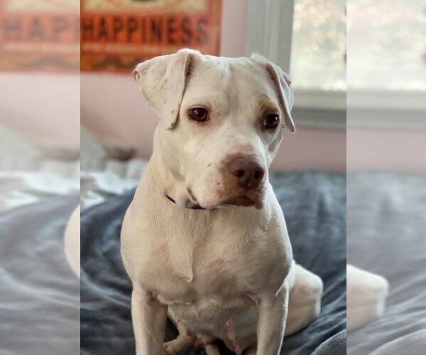 Medium Photo #4 American Pit Bull Terrier-Unknown Mix Puppy For Sale in New York, NY, USA