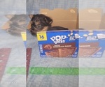 Small Photo #304 Yorkshire Terrier Puppy For Sale in AKRON, OH, USA