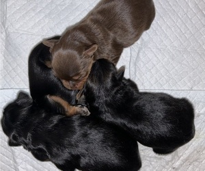 -Yorkshire Terrier Mix Puppy for sale in LITHIA, FL, USA