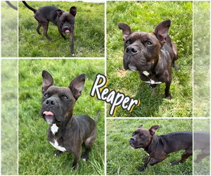 Reaper - Long Term Resident - Sponsored - Male American Staffordshire Terrier-Boxer Mix Dog for Adoption - Photo #5