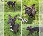 Small #4 American Staffordshire Terrier-Boxer Mix