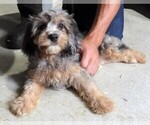 Puppy Puppy 1 Male Cavapoo