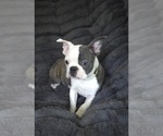Small #5 Boston Terrier