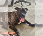 Small #3 American Pit Bull Terrier Mix
