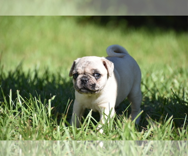 Medium Photo #7 Pug Puppy For Sale in PALM COAST, FL, USA