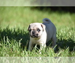 Maple - Female Pug Puppy for Sale - Photo #7