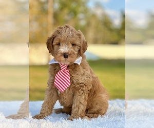 Goldendoodle (Miniature) Puppy for Sale in FROSTPROOF, Florida USA