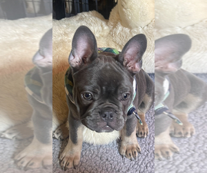 French Bulldog Puppy for Sale in CHENOIS CREEK, Washington USA
