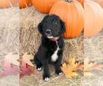 Puppy Dakota Australian Shepherd