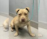 Small Mutt