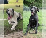Small Photo #1 Great Dane Puppy For Sale in TYLER, TX, USA