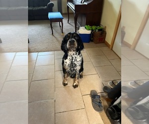 Father of the English Springer Spaniel puppies born on 04/17/2025