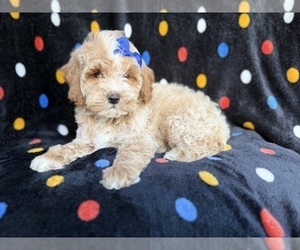 Cock-A-Poo Puppy for sale in LAKELAND, FL, USA