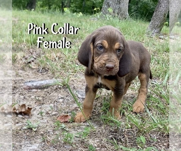 Medium Photo #3 Bloodhound Puppy For Sale in WARRIOR, AL, USA