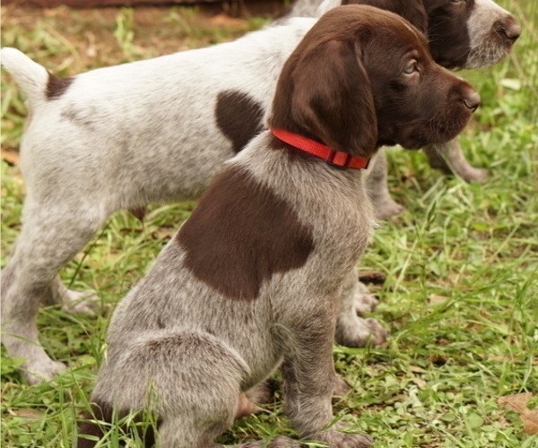 Medium Photo #1 German Shorthaired Pointer-German Wirehaired Pointer Mix Puppy For Sale in FREDERICKSBURG, TX, USA