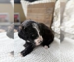 Small #8 Bernedoodle
