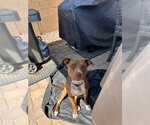 Small #12 Boxer-Staffordshire Bull Terrier Mix