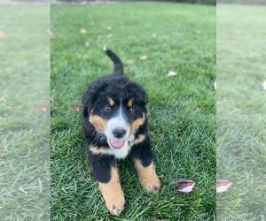 Bernese Mountain Dog Puppy for sale in BAYLISS, CA, USA