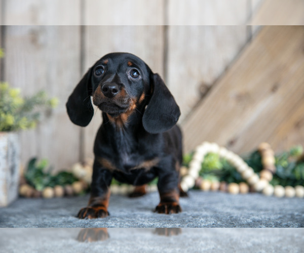 Medium Photo #1 Dachshund Puppy For Sale in GREENWICH, OH, USA