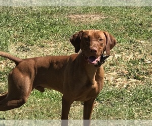Father of the Vizsla puppies born on 02/02/2020