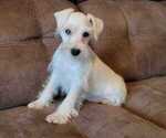Small Photo #2 Schnauzer (Miniature) Puppy For Sale in FRUITVALE, TX, USA