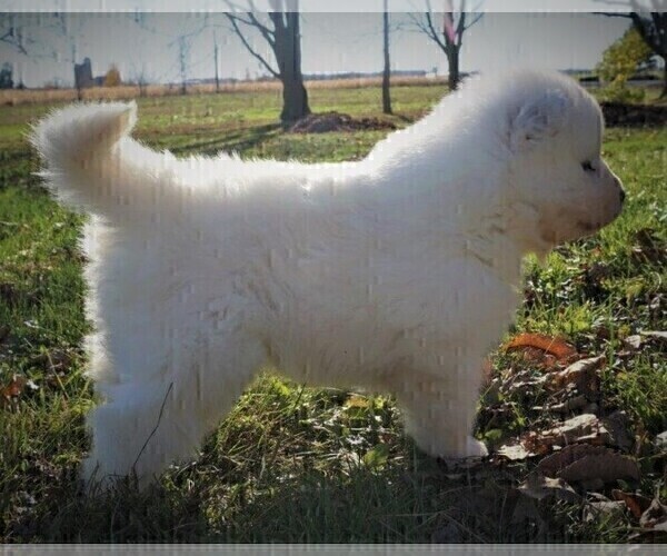 Medium Photo #2 Samoyed Puppy For Sale in LUBLIN, WI, USA