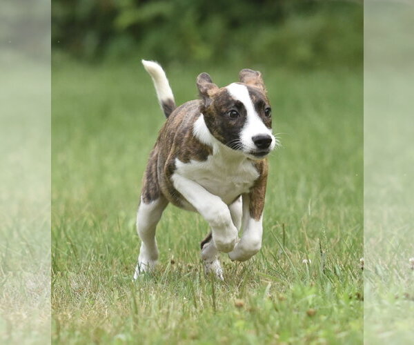 Medium Photo #3 Plott Hound-Unknown Mix Puppy For Sale in Mechanicsburg, PA, USA
