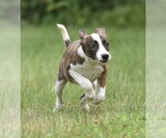 Small #2 Plott Hound Mix