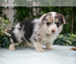 Small #1 Pembroke Welsh Corgi