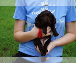Boykin Spaniel Puppy for sale in SCOTTSBORO, AL, USA