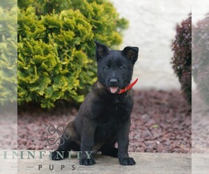 Belgian Malinois Puppy for sale in HONEY BROOK, PA, USA
