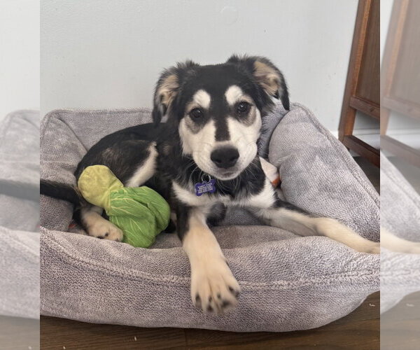 Medium Photo #6 Labrenees Puppy For Sale in Oak Bluffs, MA, USA