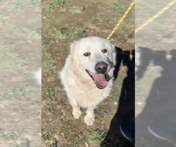 Medium Photo #1 Great Pyrenees Puppy For Sale in CITY RANCH, CA, USA