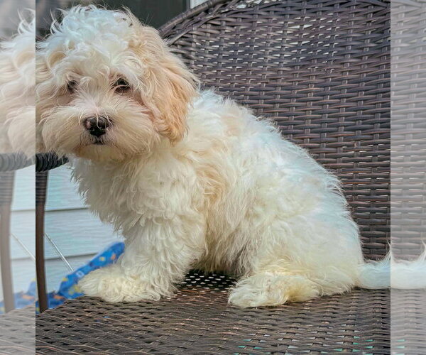 Medium Photo #7 Shih Tzu-Unknown Mix Puppy For Sale in Huntley, IL, USA