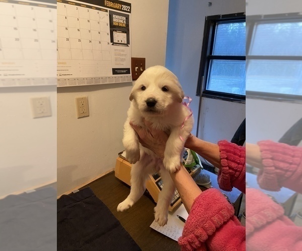 Medium Photo #6 Great Pyrenees Puppy For Sale in NEWTONVILLE, NJ, USA